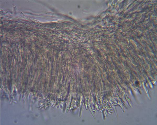 Lachnum virgineum (Batsch:Fr.)P.Karst.